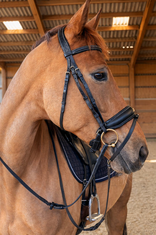 Vente de cheval : Lavita